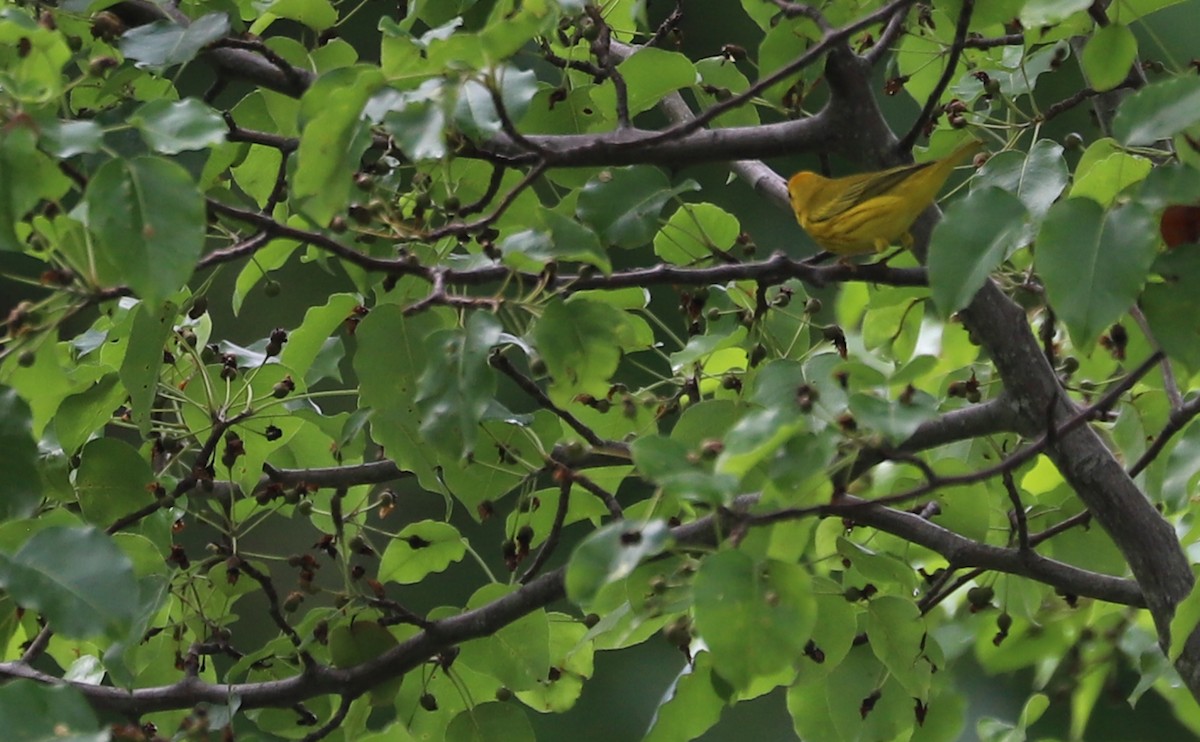 Yellow Warbler (Northern) - ML619785048