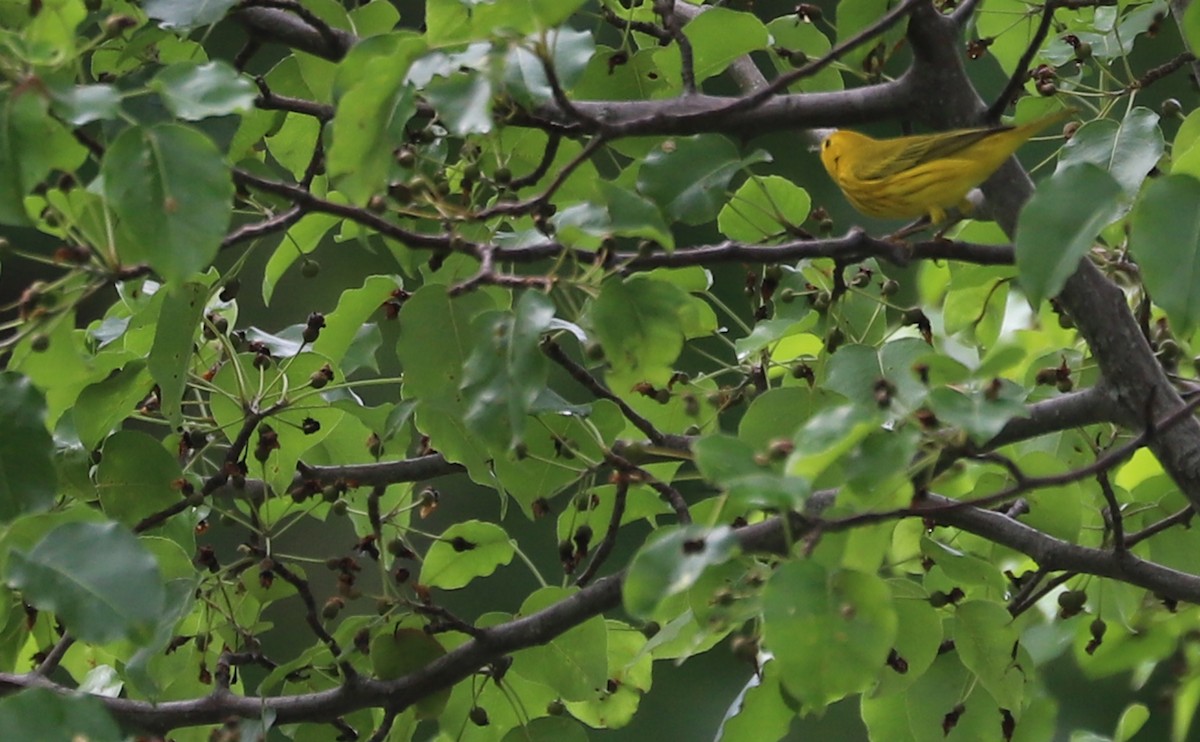 Yellow Warbler (Northern) - ML619785050