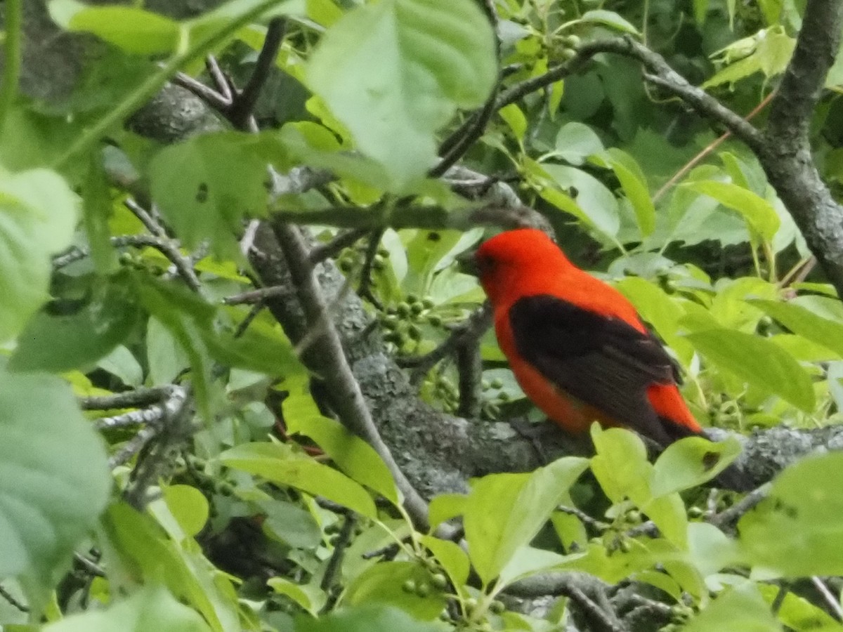 Scarlet Tanager - ML619785060