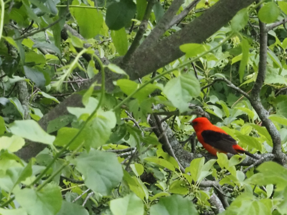 Scarlet Tanager - ML619785061