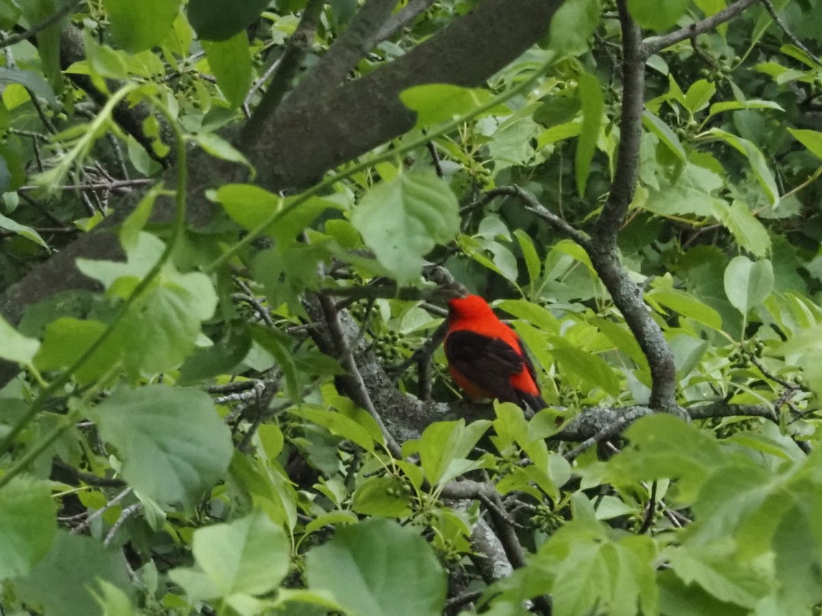 Scarlet Tanager - ML619785062