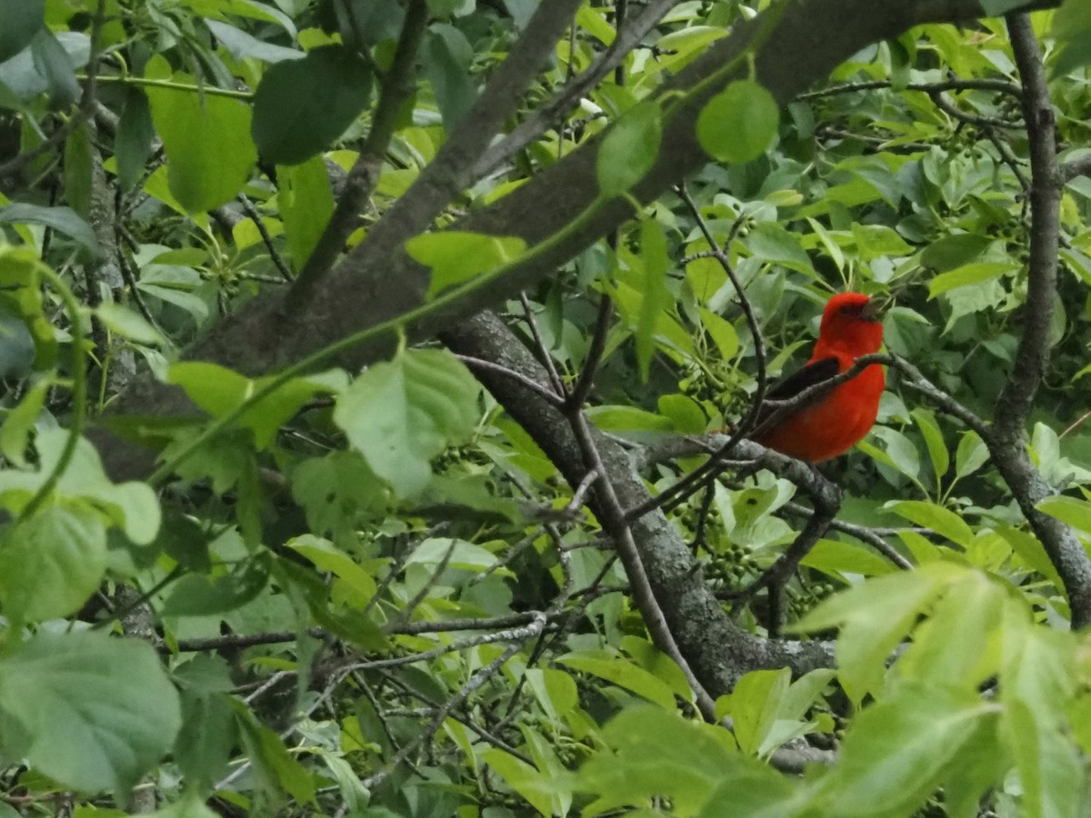 Scarlet Tanager - ML619785063