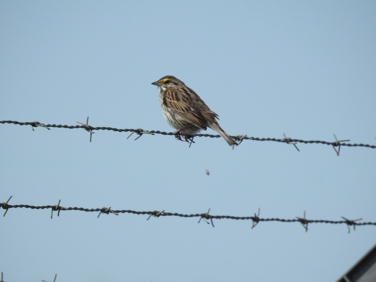 Savannah Sparrow - ML619785075