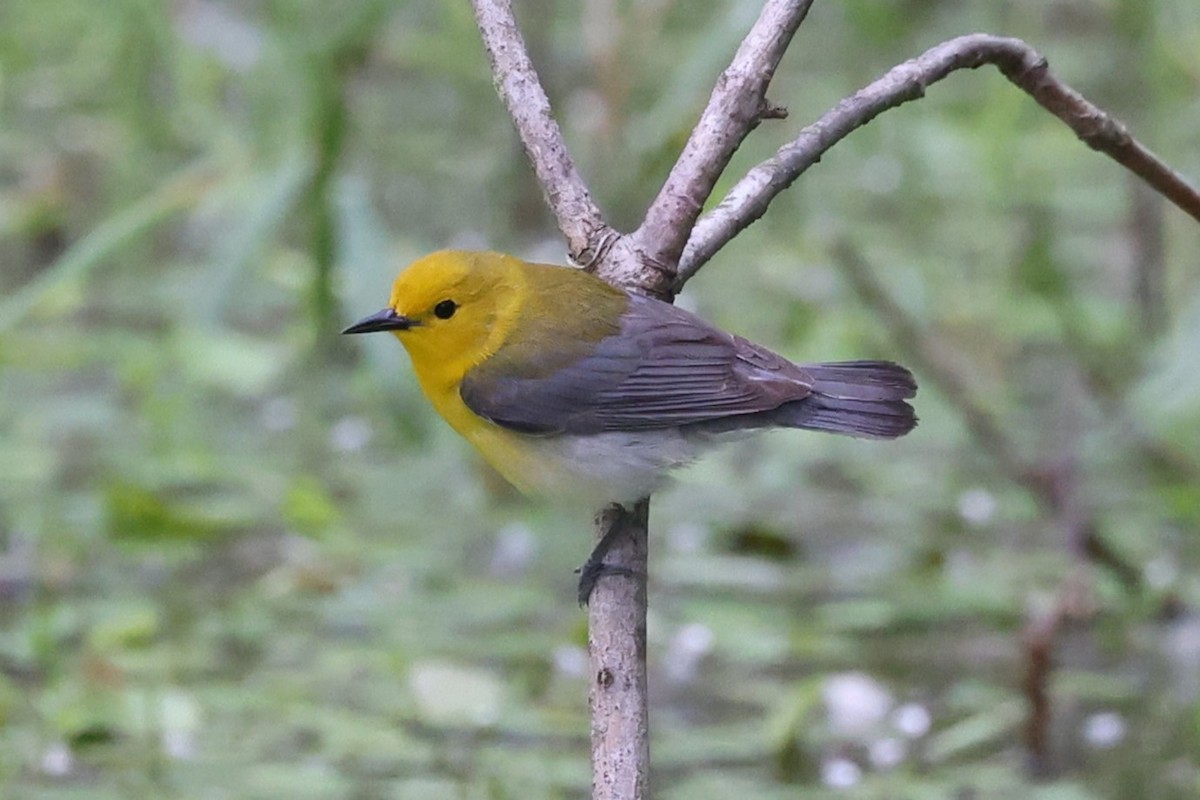 Prothonotary Warbler - ML619785080