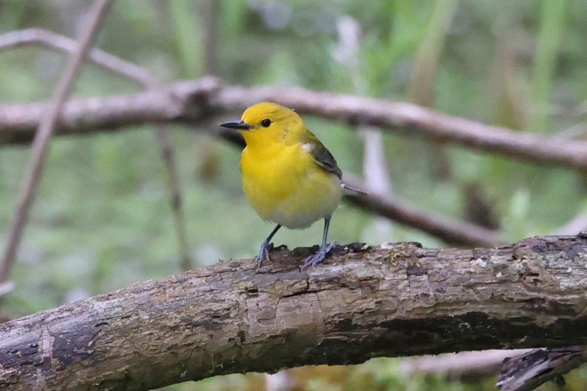 Prothonotary Warbler - ML619785082