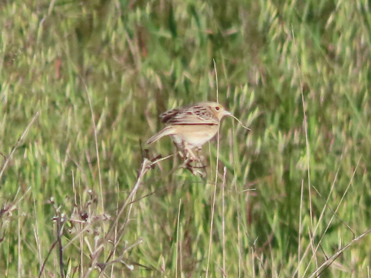 Grasshopper Sparrow - ML619785116