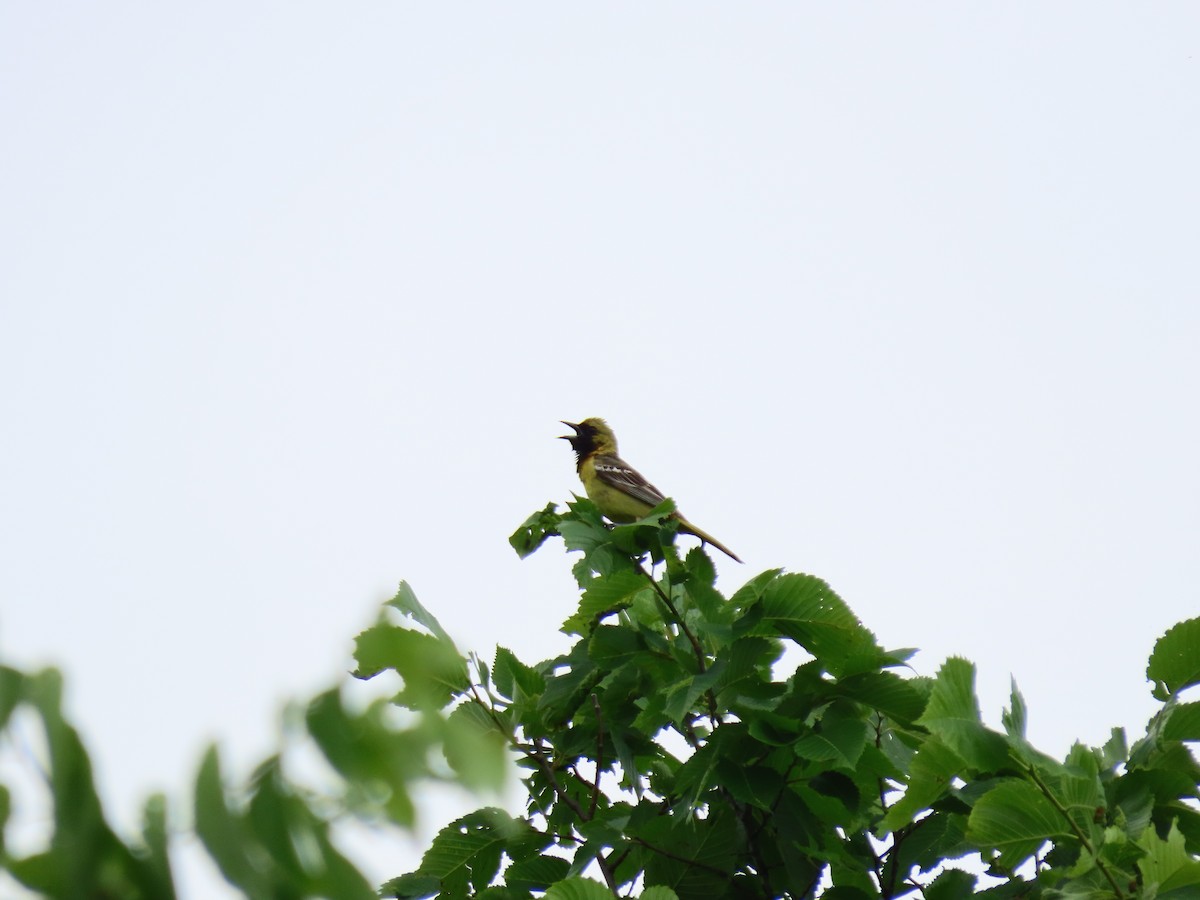 Orchard Oriole - ML619785156