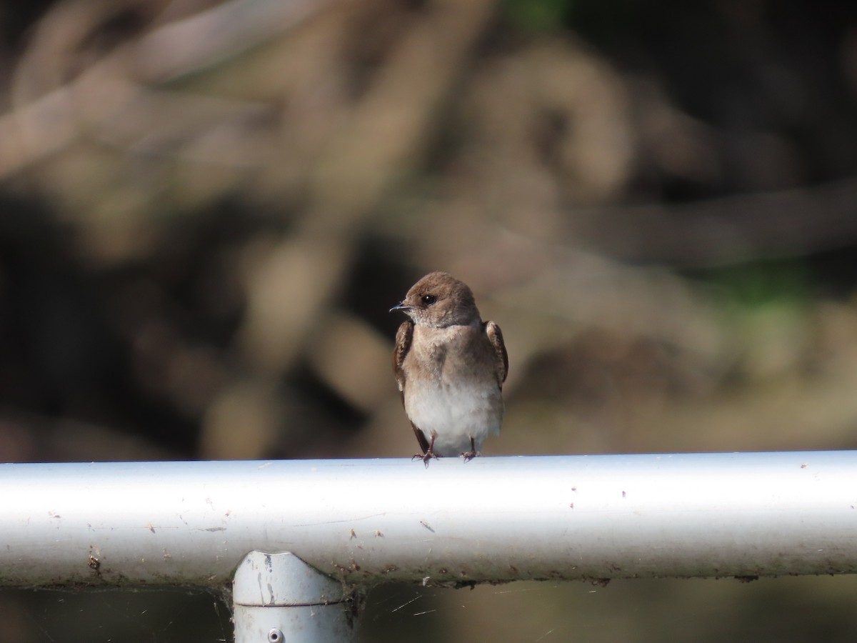 Northern Rough-winged Swallow - ML619785218