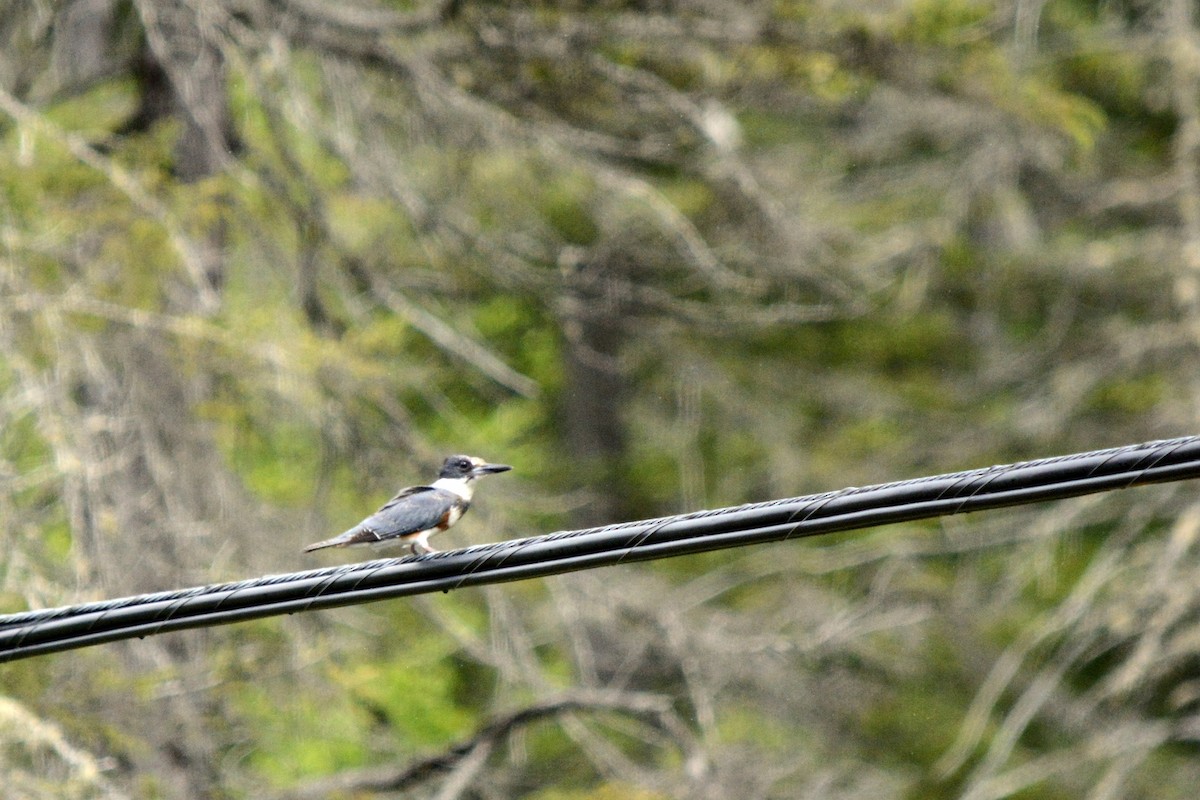Belted Kingfisher - ML619785264