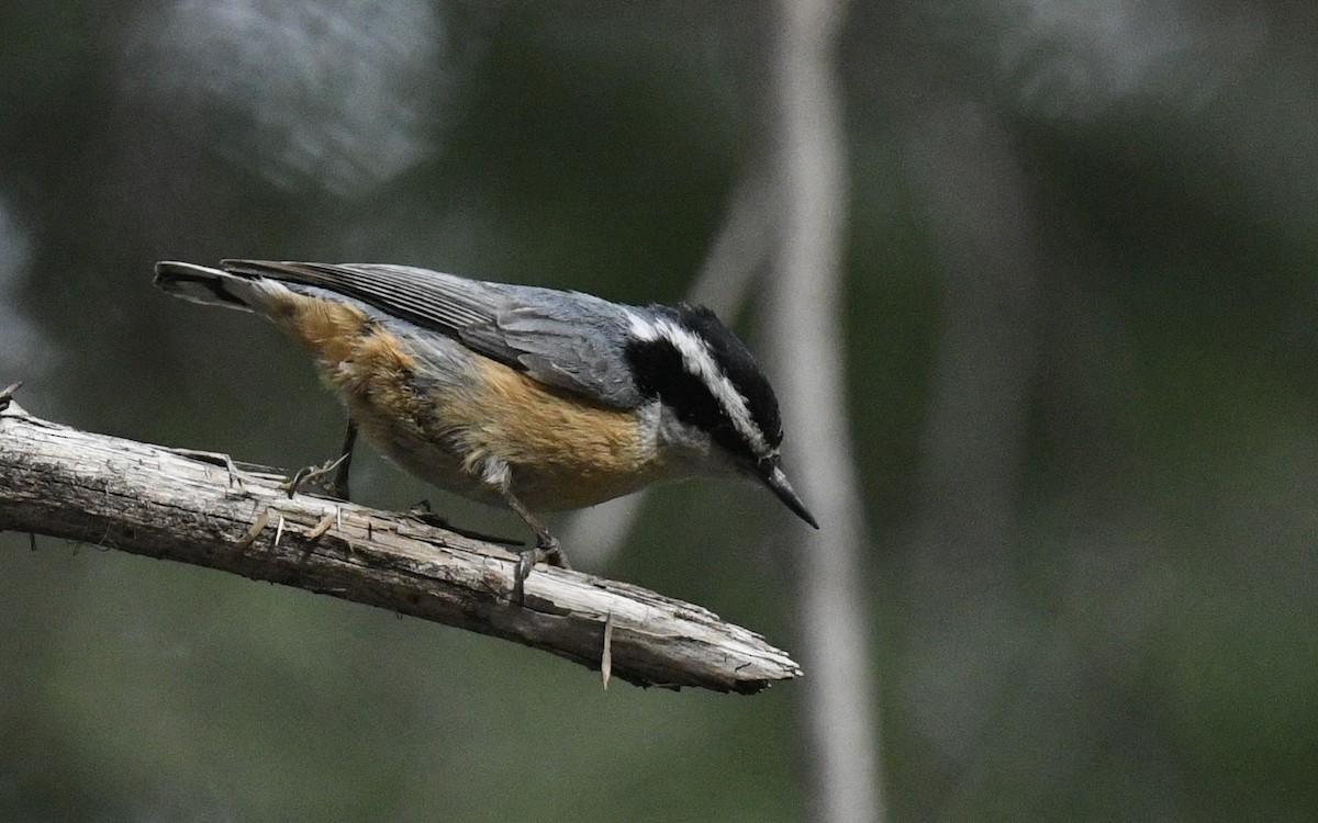 White-breasted Nuthatch - ML619785340