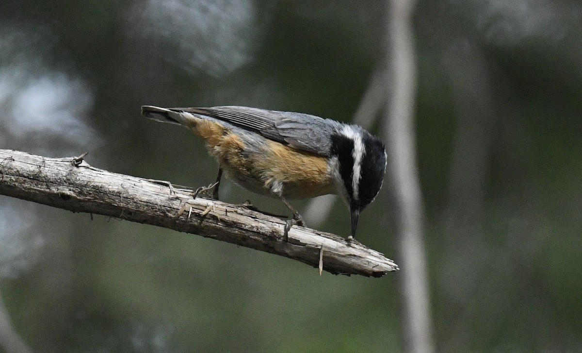 White-breasted Nuthatch - ML619785341
