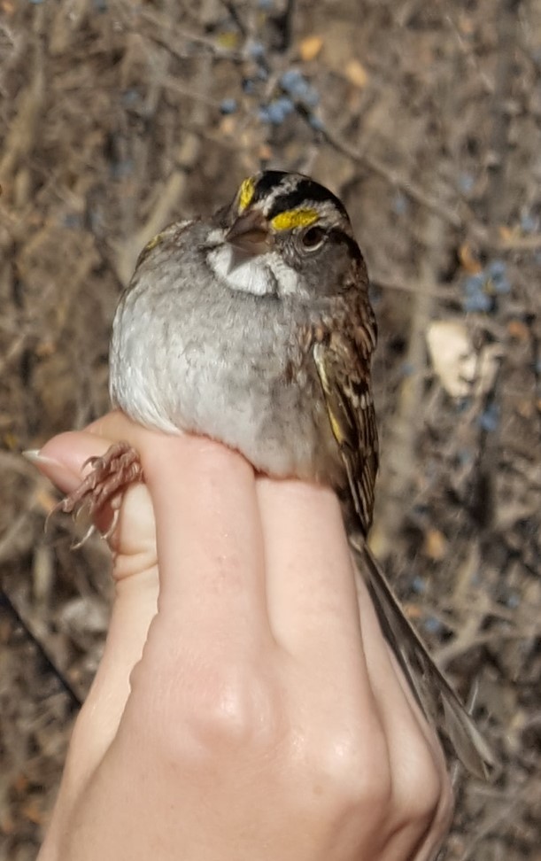 White-throated Sparrow - ML619785399