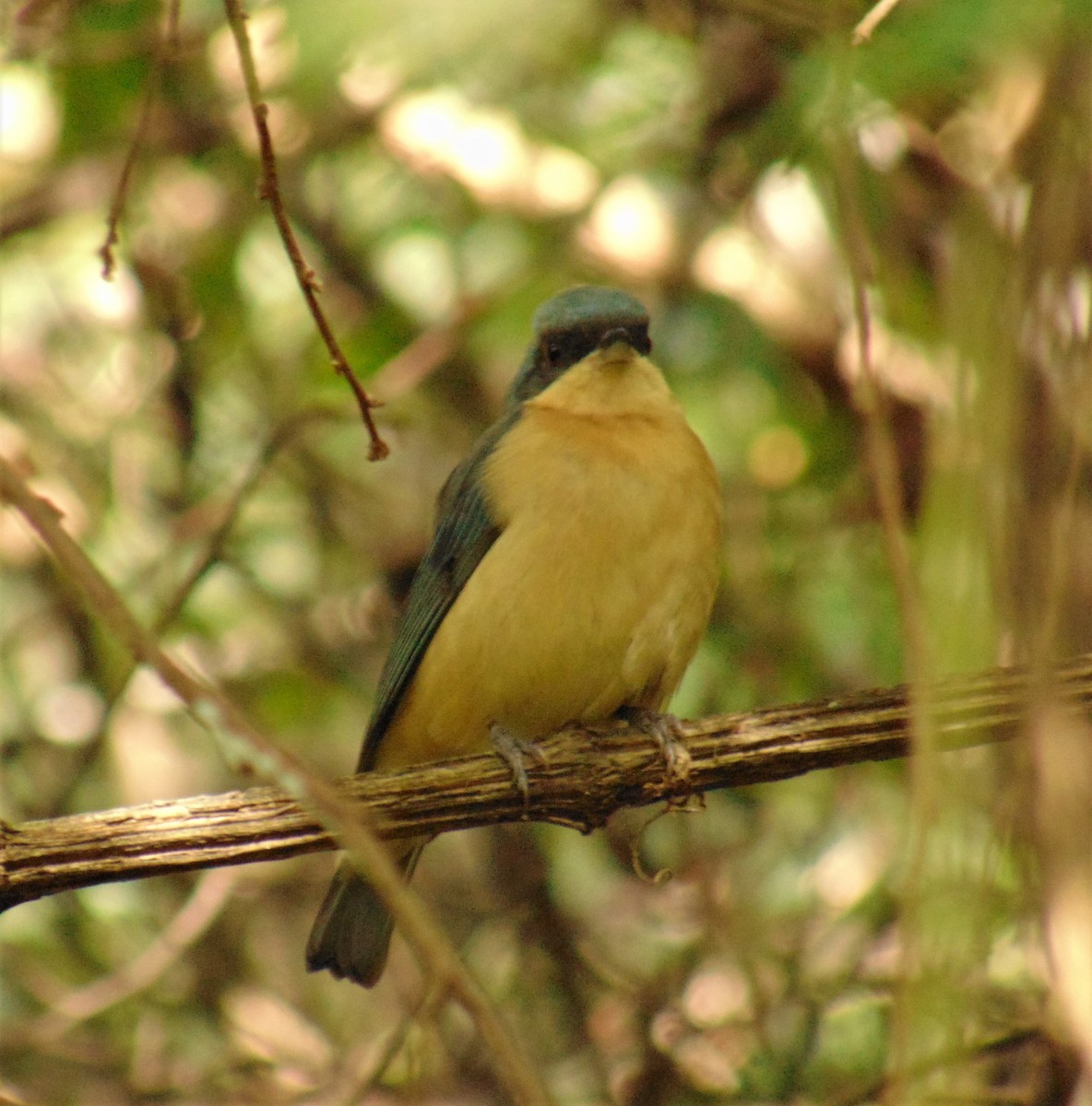 Fawn-breasted Tanager - ML619785473