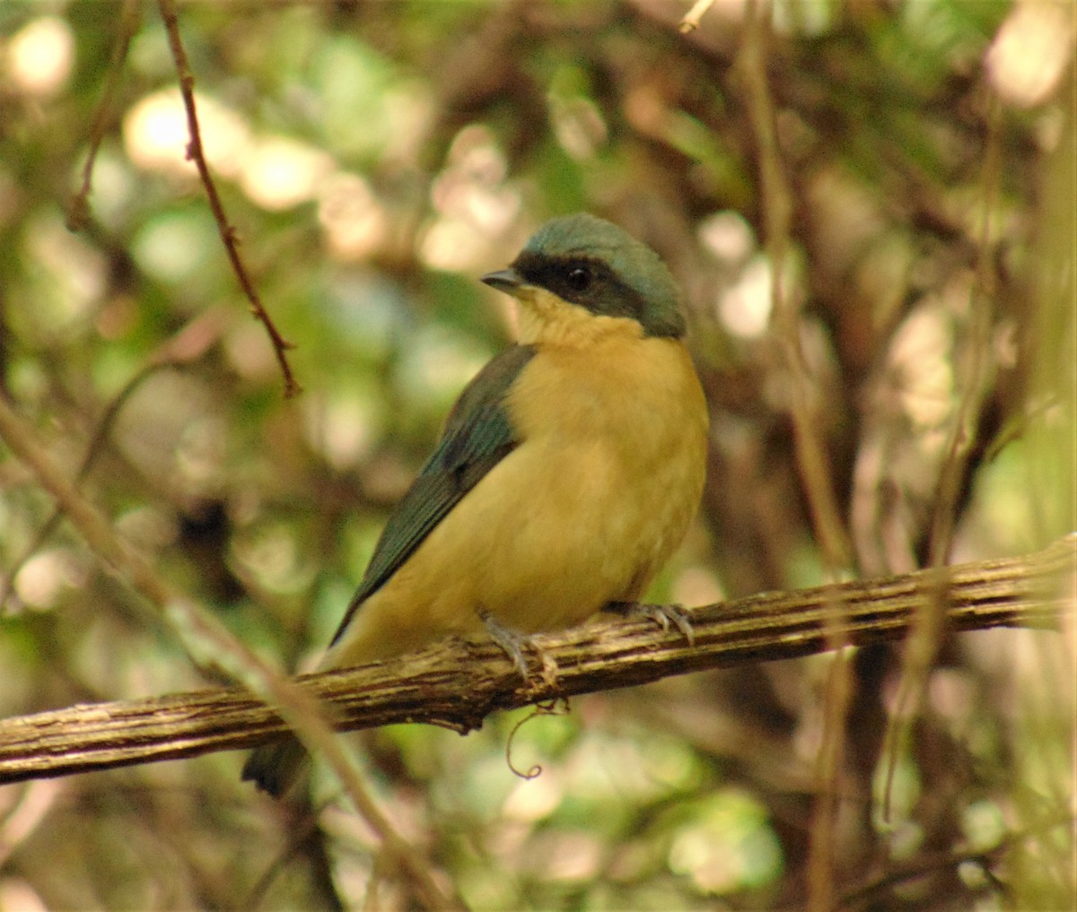 Fawn-breasted Tanager - ML619785475