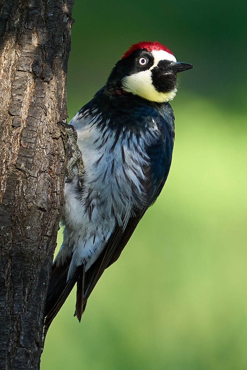 Acorn Woodpecker - ML619785513