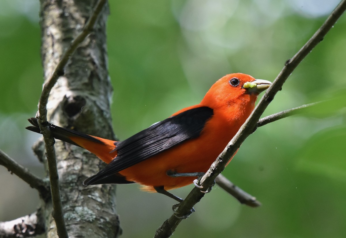 Scarlet Tanager - ML619785673
