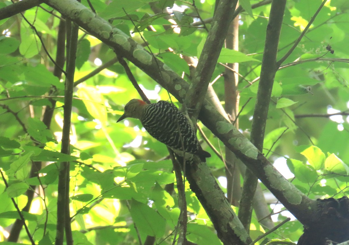 Red-crowned Woodpecker - ML619785677