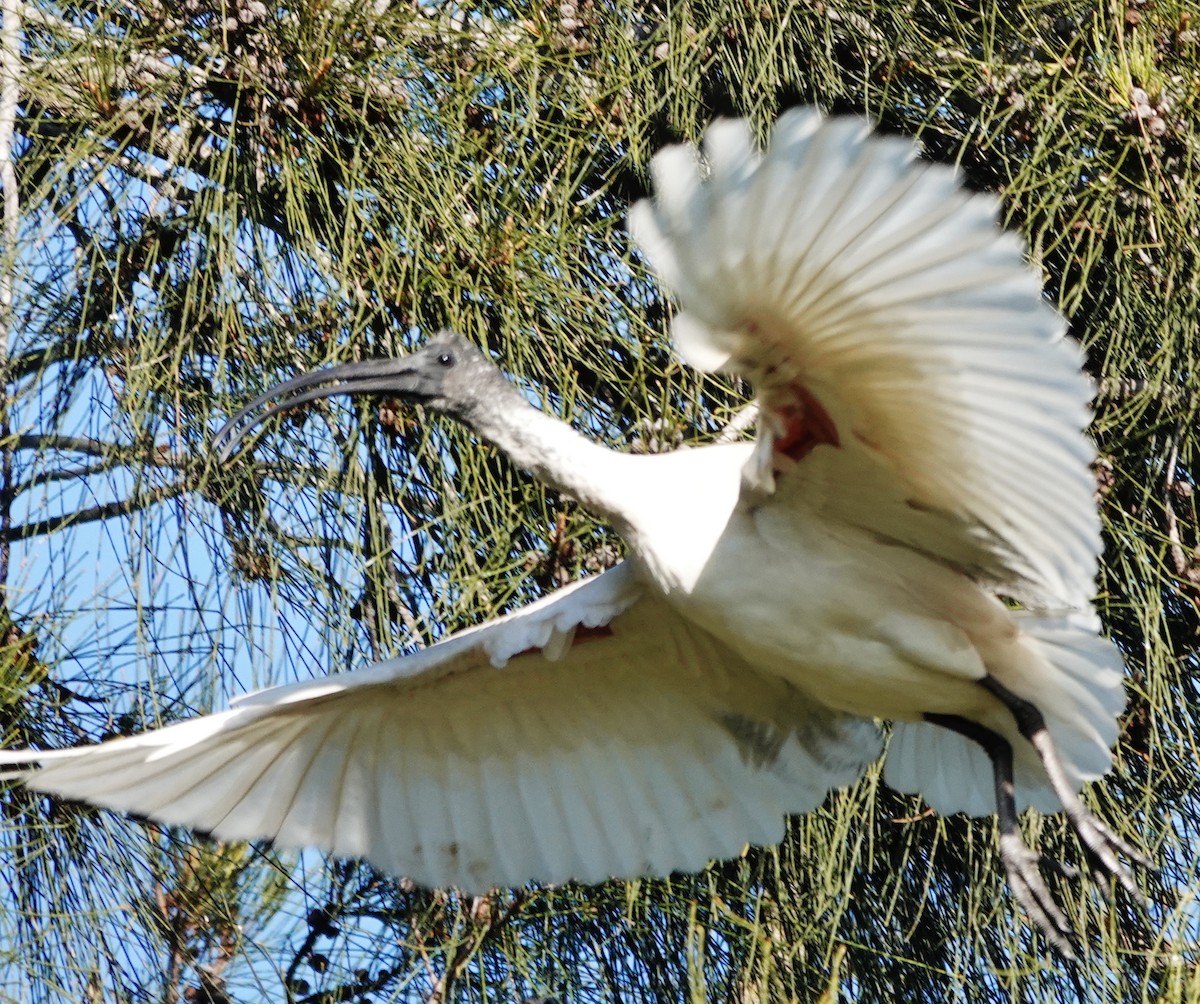 ibis australský - ML619785685