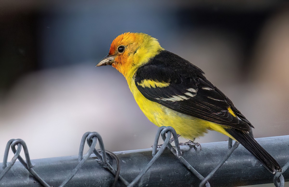 Western Tanager - ML619785690