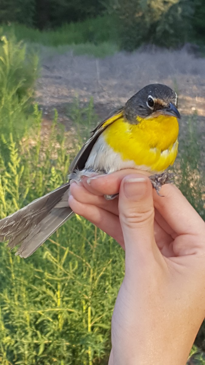 Yellow-breasted Chat - ML619785699