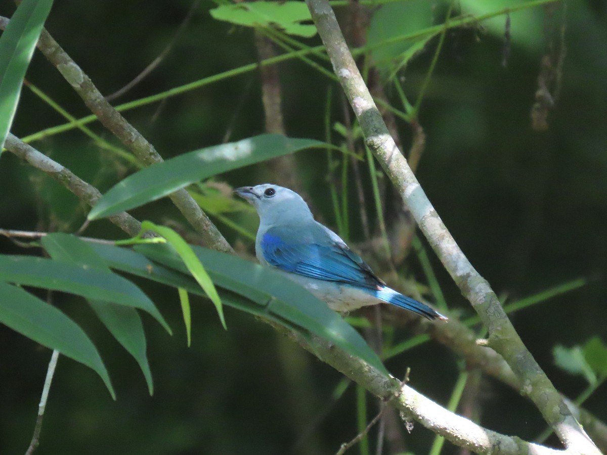 Blue-gray Tanager - ML619785733