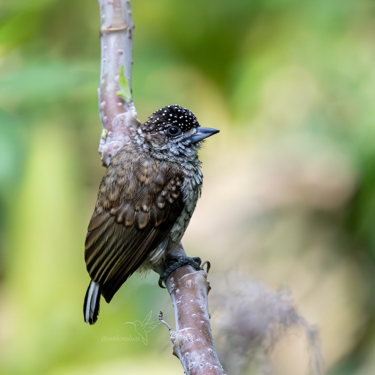 Scaled Piculet - ML619785747