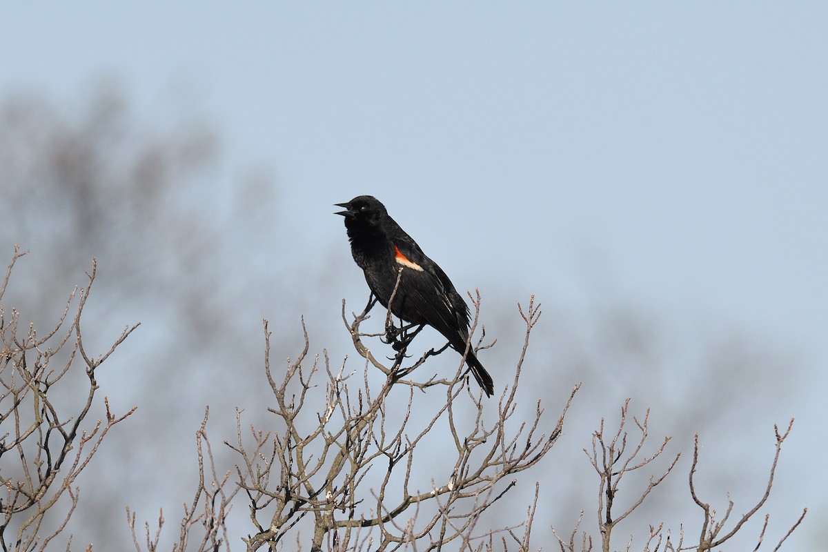 Red-winged Blackbird (Red-winged) - ML619785751