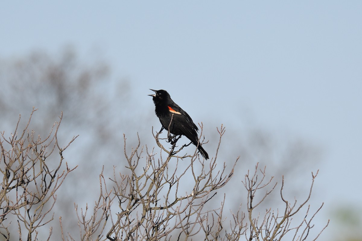 Red-winged Blackbird (Red-winged) - ML619785752