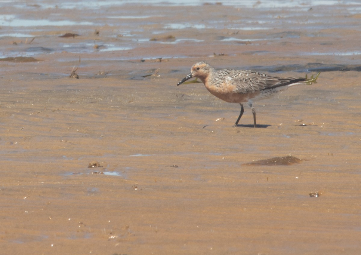 Red Knot - ML619785812