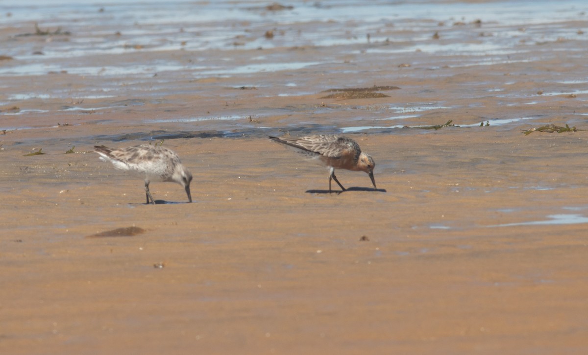 Red Knot - ML619785813