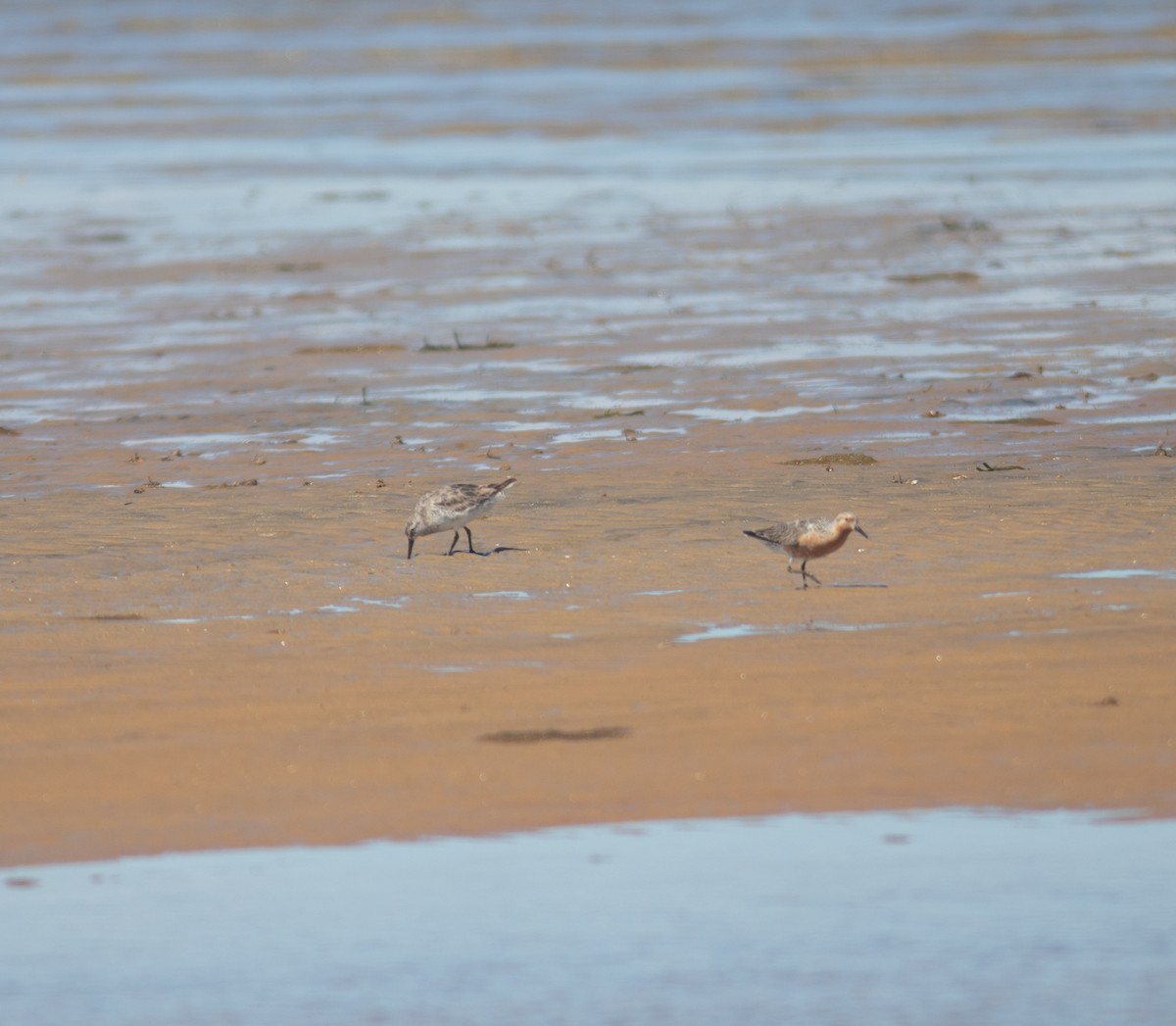 Red Knot - ML619785814