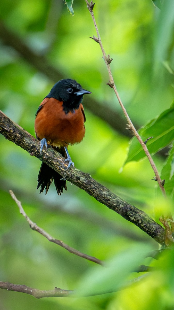 Orchard Oriole - ML619785879