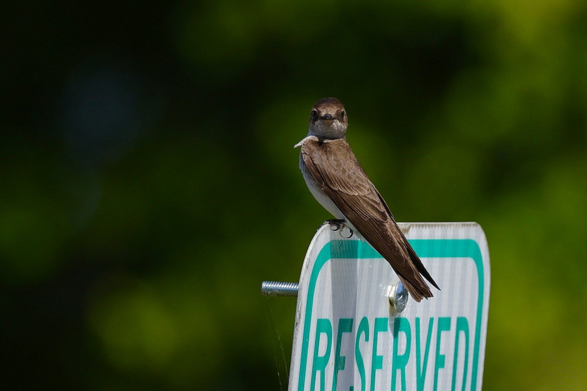 Northern Rough-winged Swallow - ML619785911
