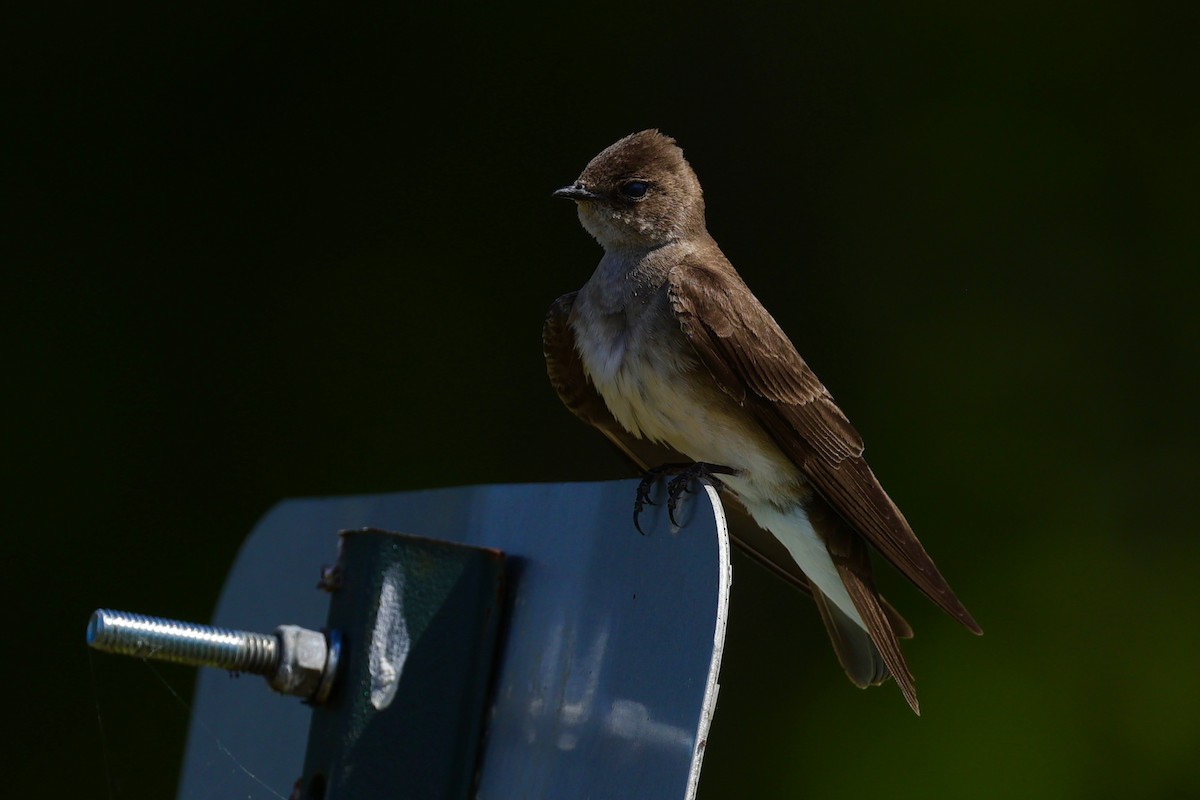 Northern Rough-winged Swallow - ML619785913