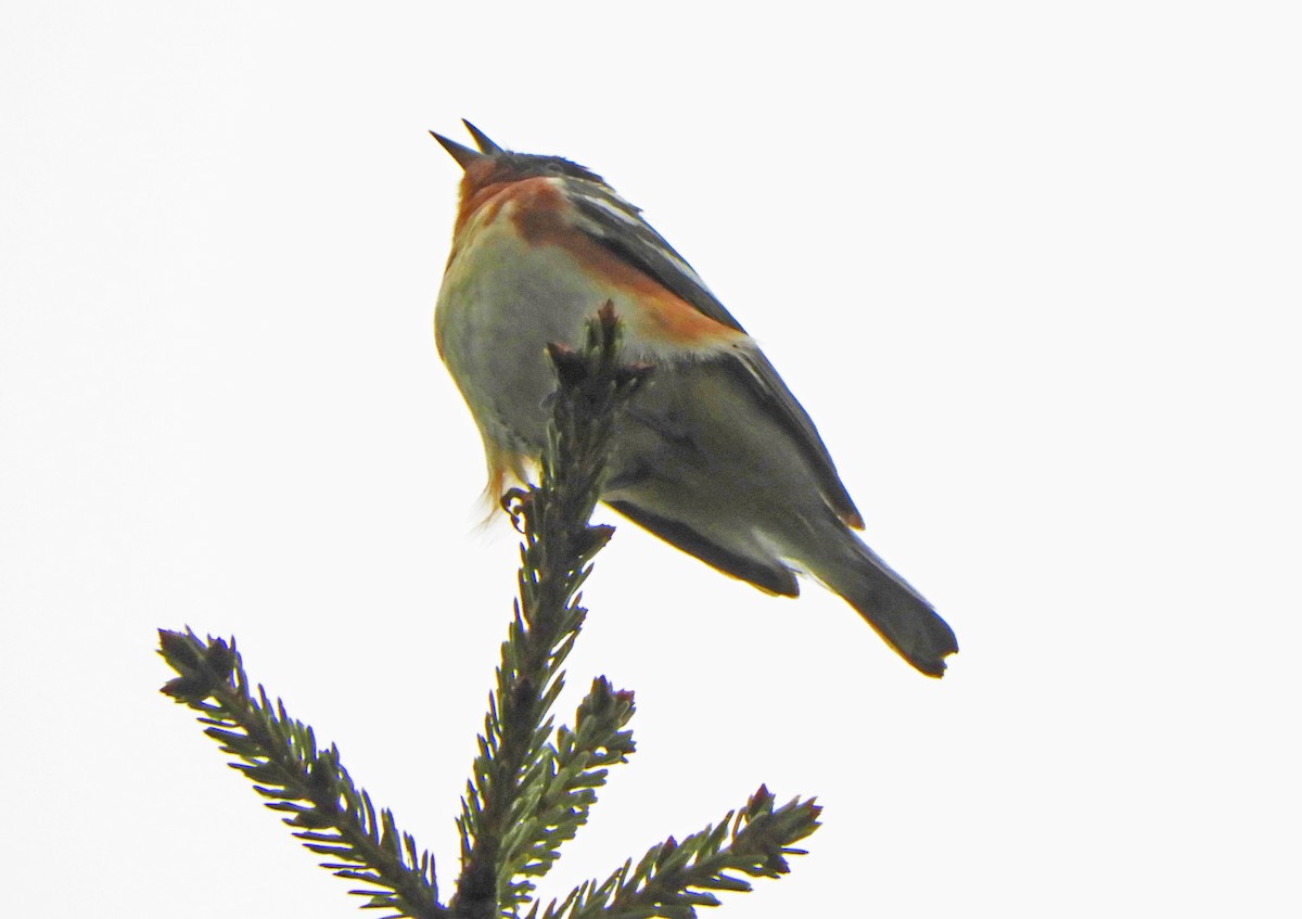 Bay-breasted Warbler - ML619785920