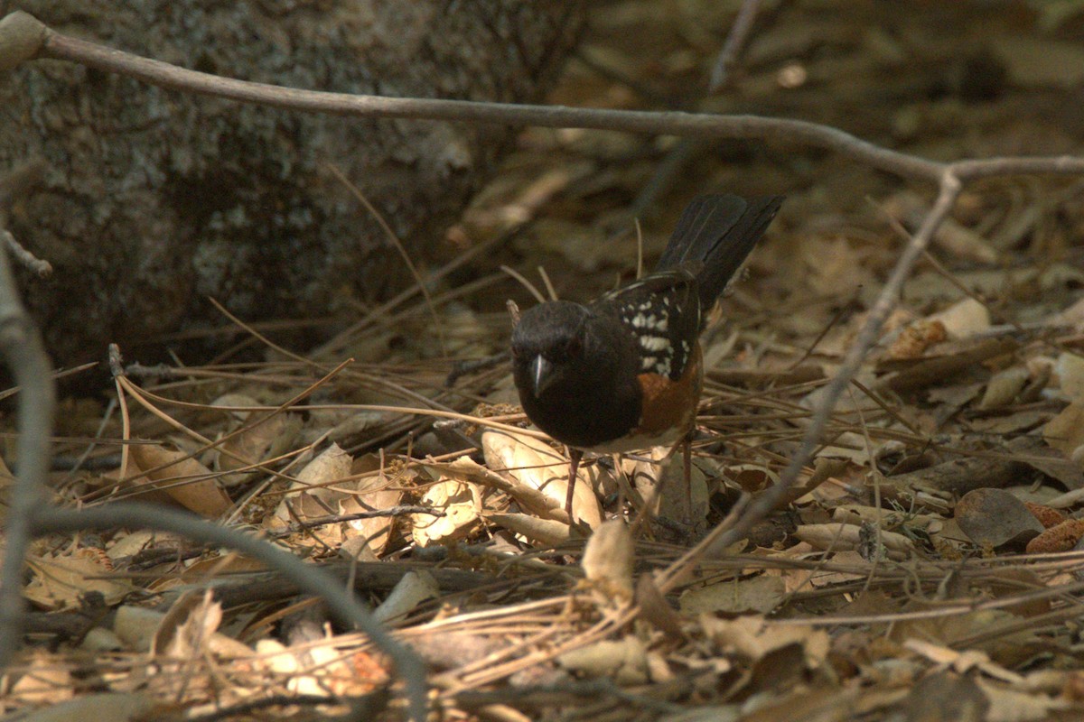 Spotted Towhee - ML619785923