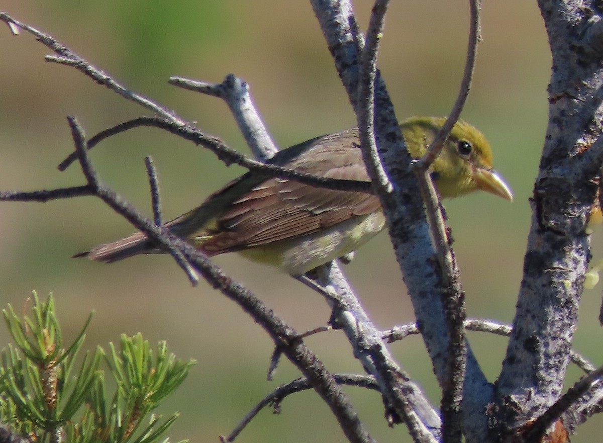 Western Tanager - ML619785933