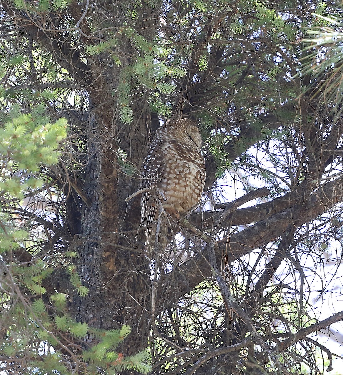 Spotted Owl (Mexican) - ML619785936