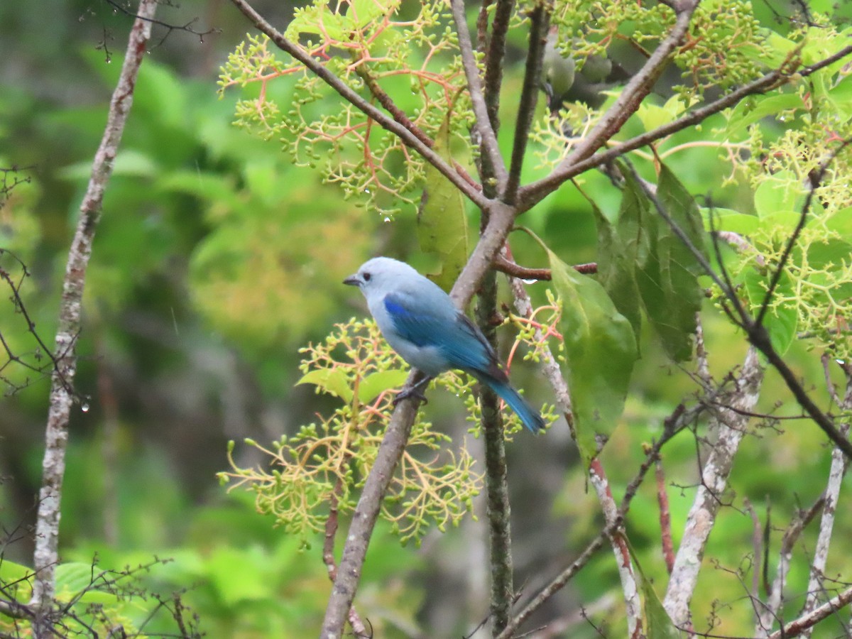 Blue-gray Tanager - ML619785968