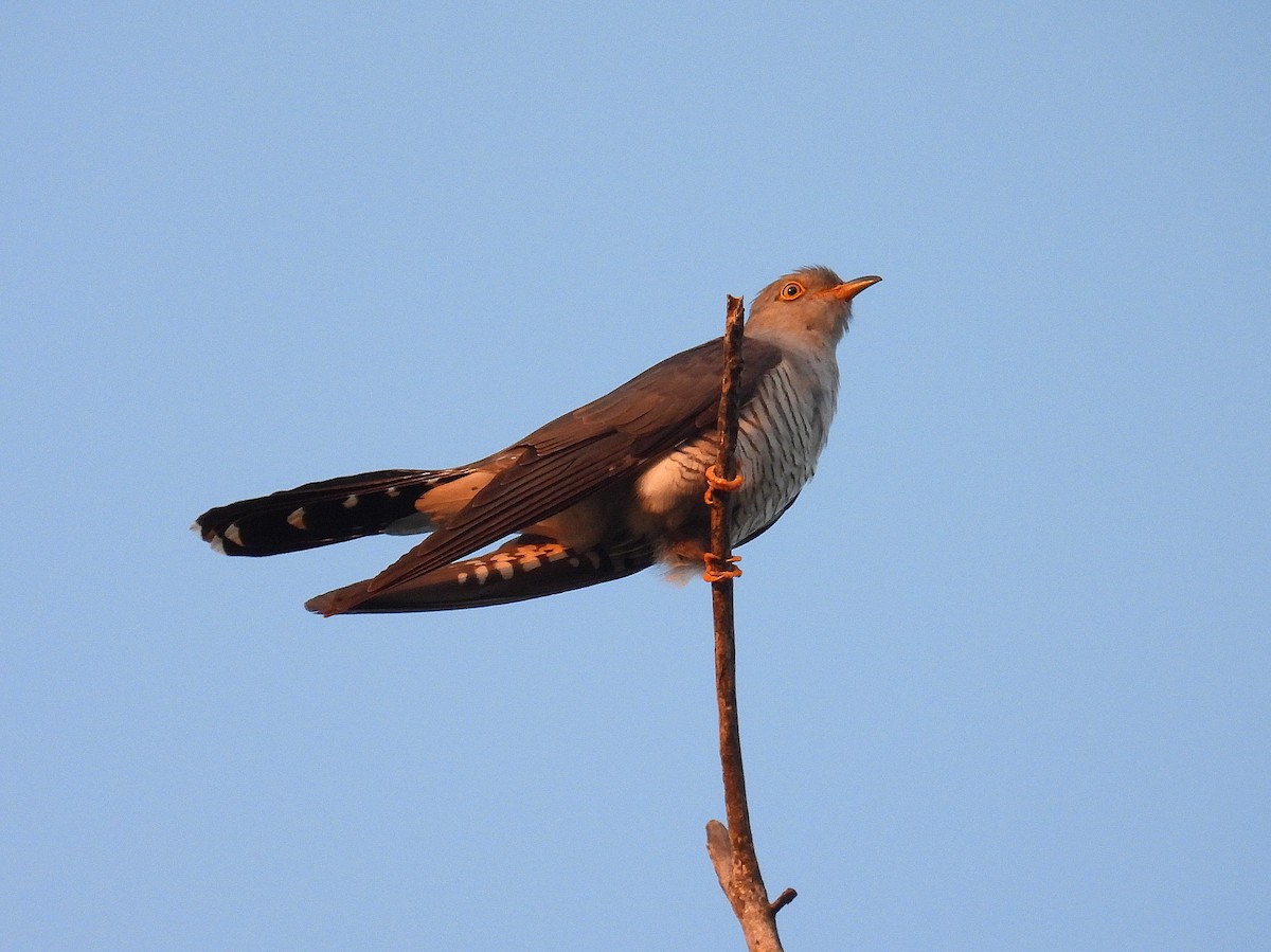 Common Cuckoo - ML619785992