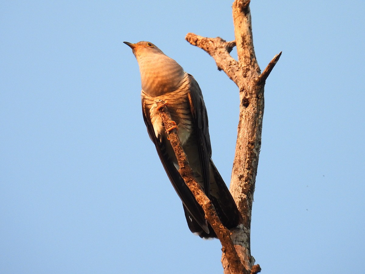 Common Cuckoo - ML619785993