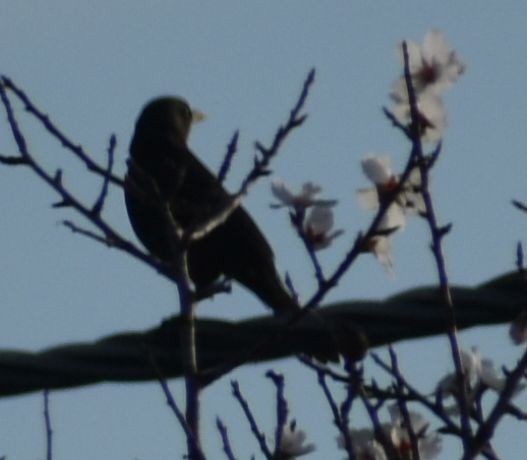 Eurasian Blackbird - ML619786245
