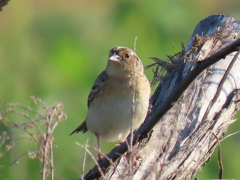 Grasshopper Sparrow - ML619786294
