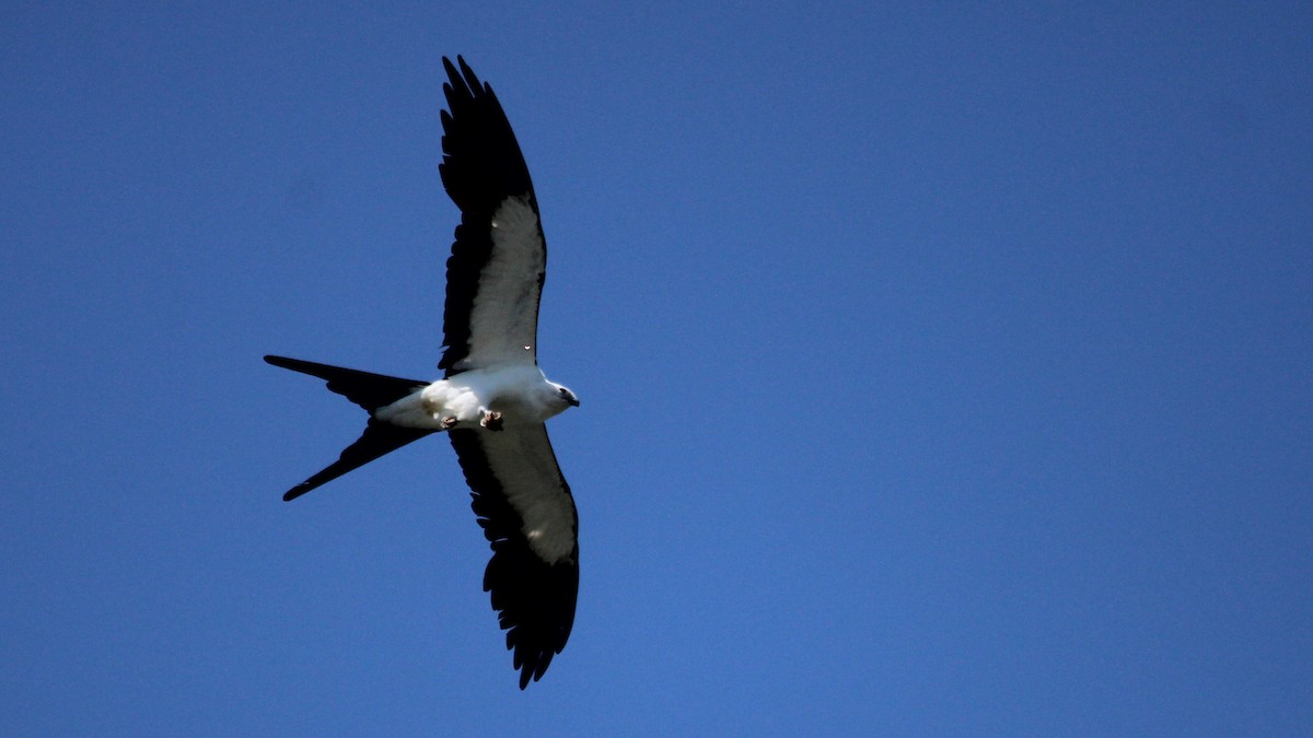 Swallow-tailed Kite - ML619786297