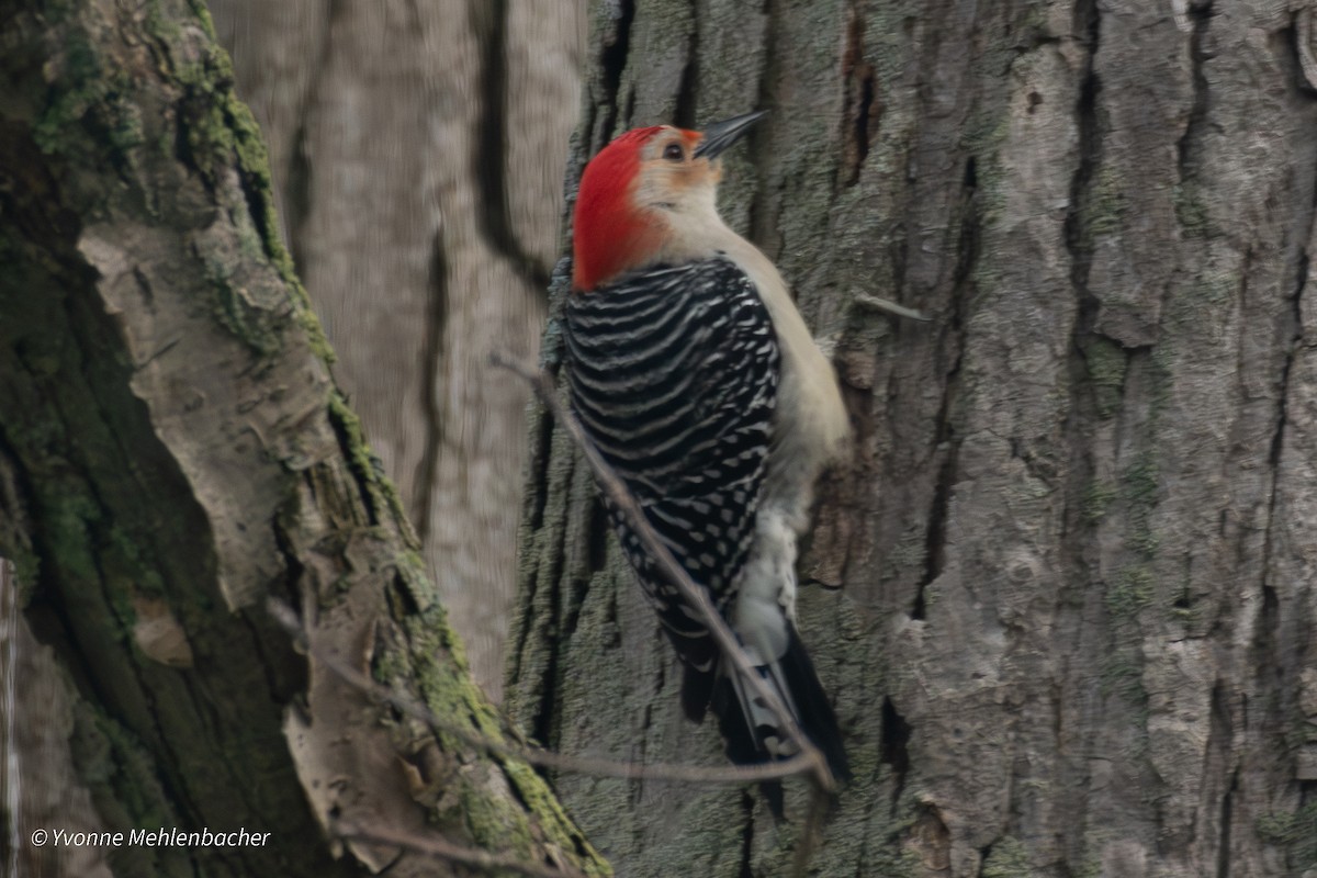 Red-bellied Woodpecker - ML619786357