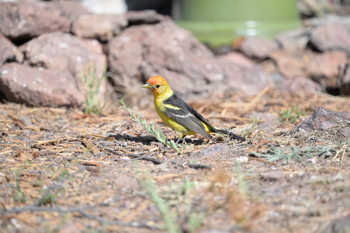 Western Tanager - ML619786360