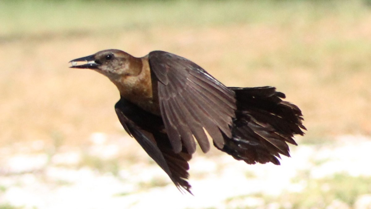 Boat-tailed Grackle - ML619786382