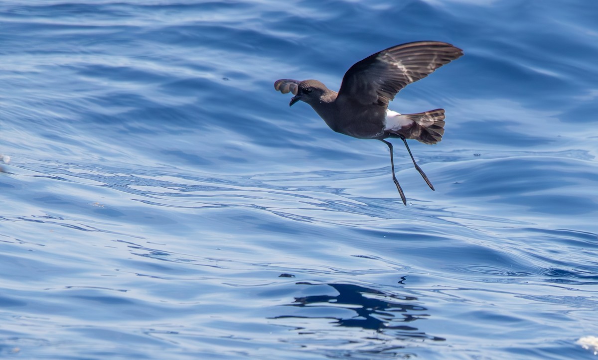 Wilson's Storm-Petrel - ML619786390