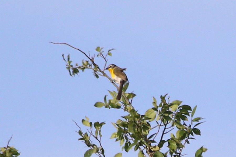 Yellow-breasted Chat - ML619786516