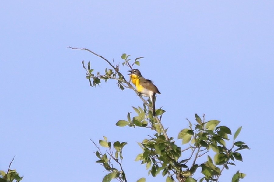 Yellow-breasted Chat - ML619786517